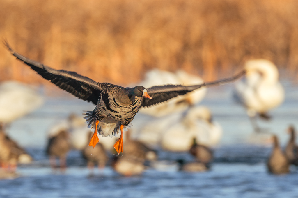 Headed South for the Winter by Allen Kurth