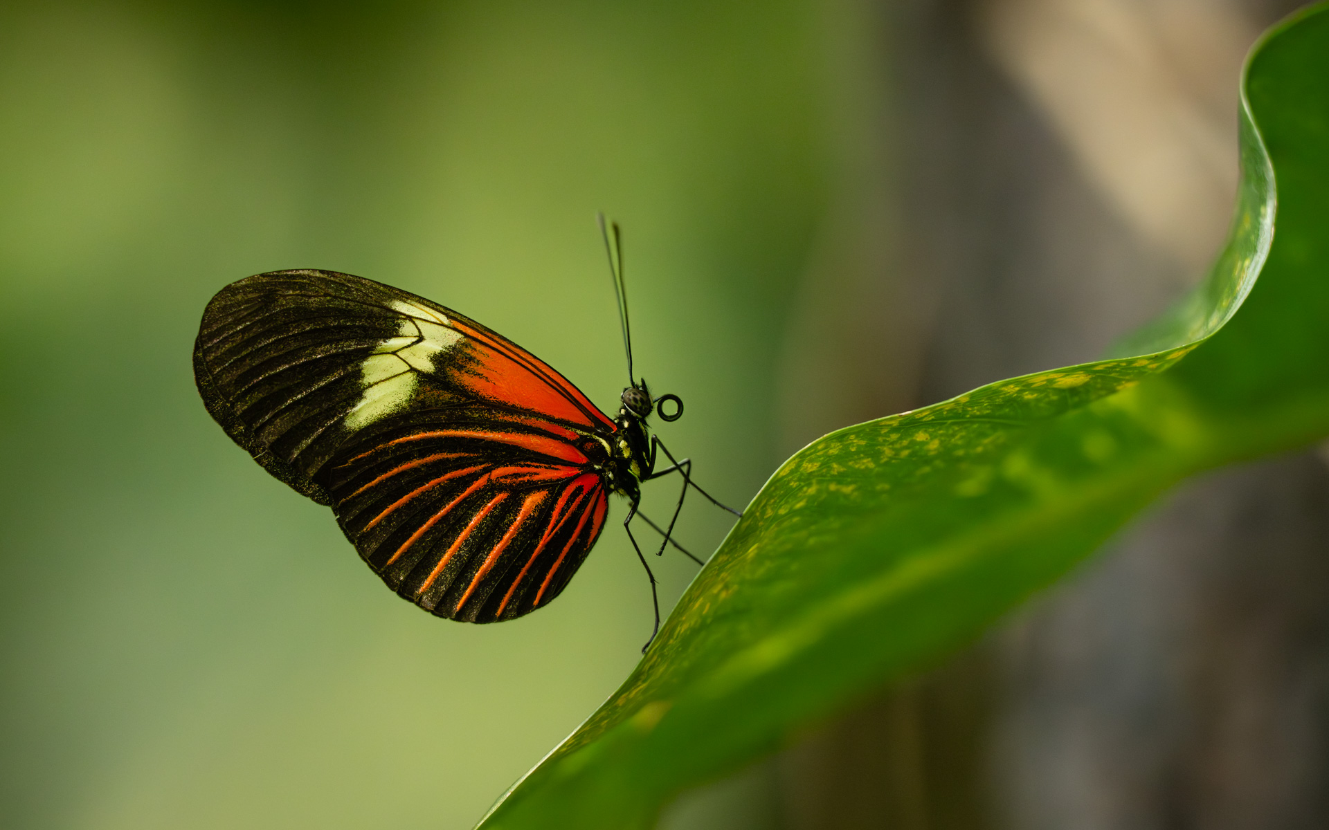 Butterfly by Allen Kurth