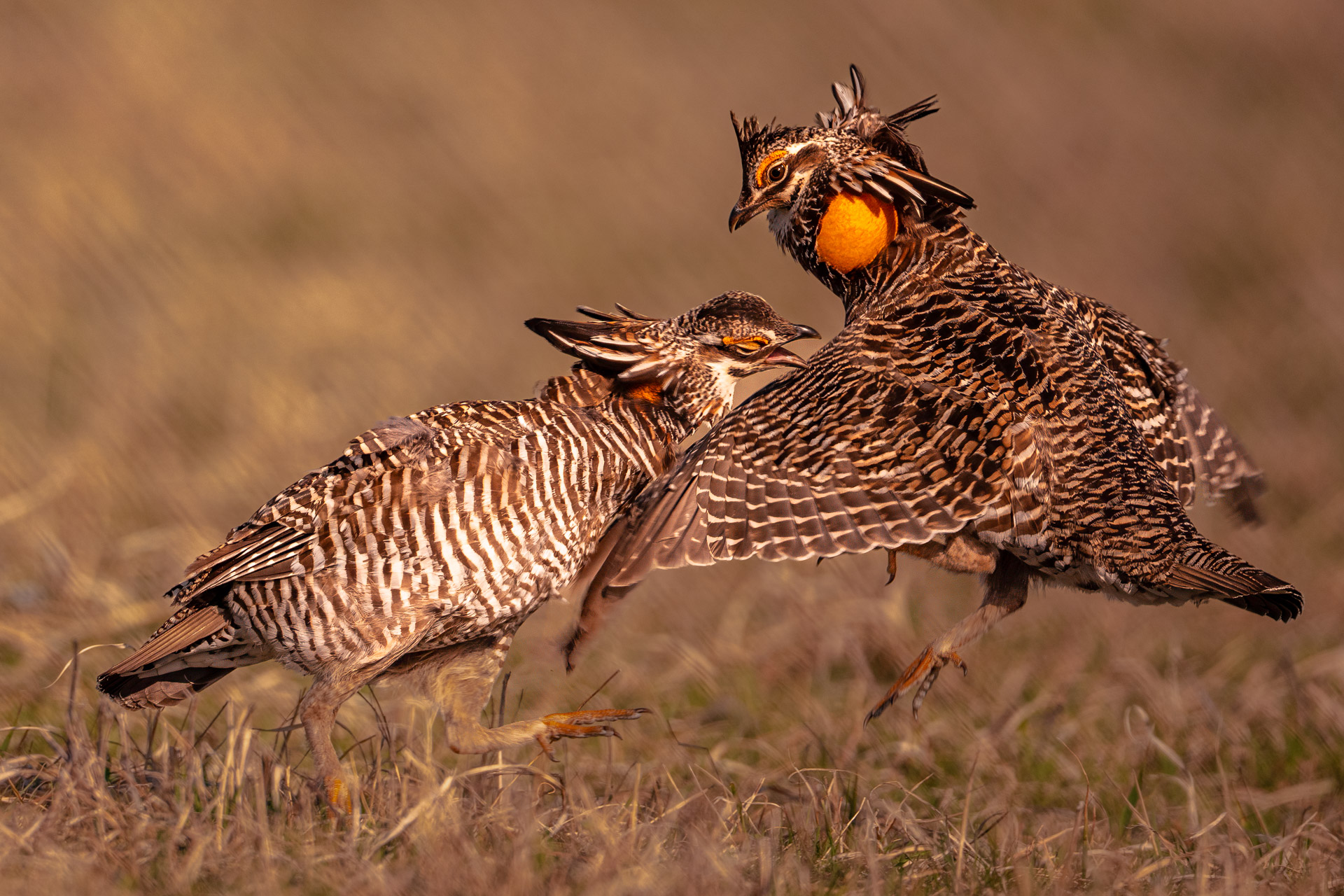 Prairie Chicken Scuffle   by Allen Kurth