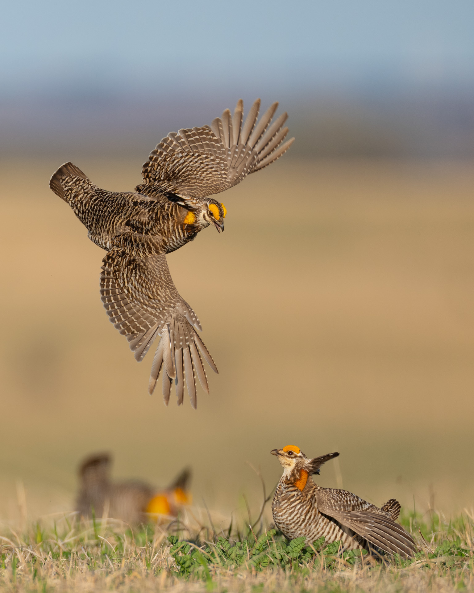 Prairie Chicken by Allen Kurth