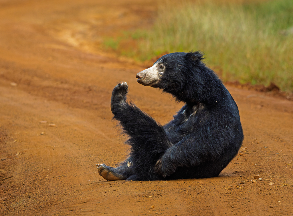 Sloth bear yoga by Deborah Albert