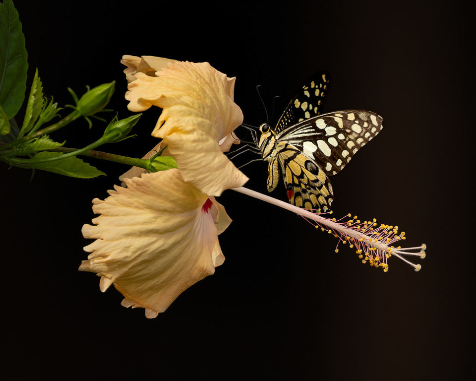 Unexpected Beauty by Deborah Albert