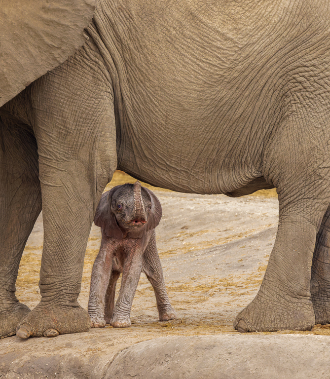 Small but mighty by Deborah Albert