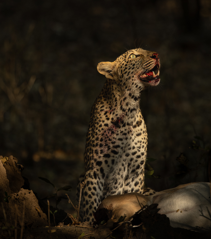 High alert  by Deborah Albert