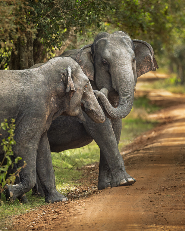 "Best friends" by Deborah Albert