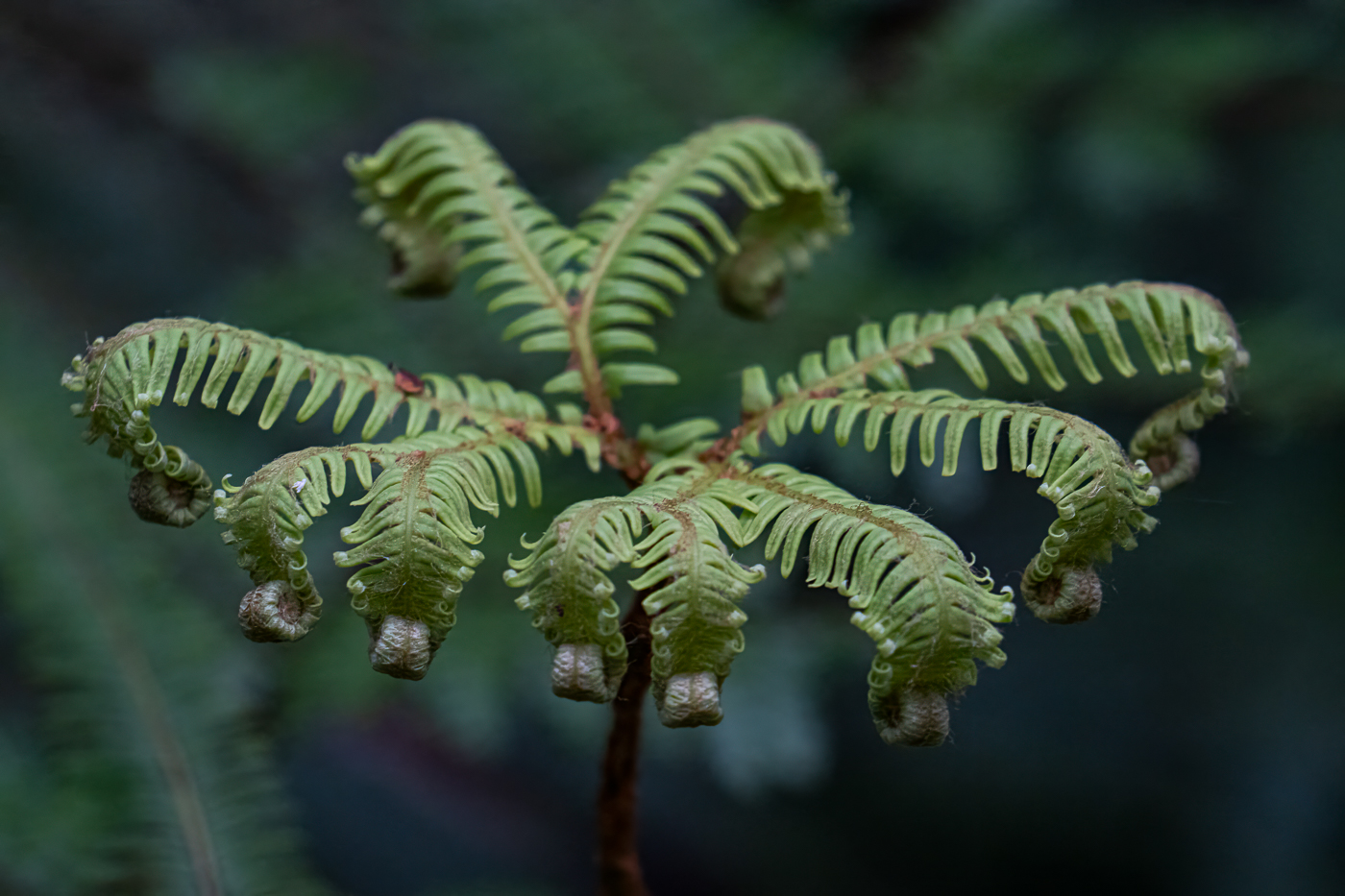 “NZ fern unfurling” by Graham Harris