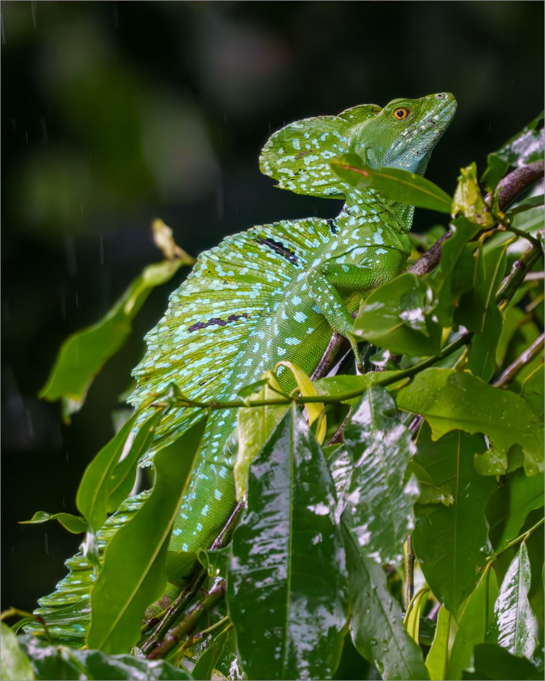 Basilisk  by Graham Harris