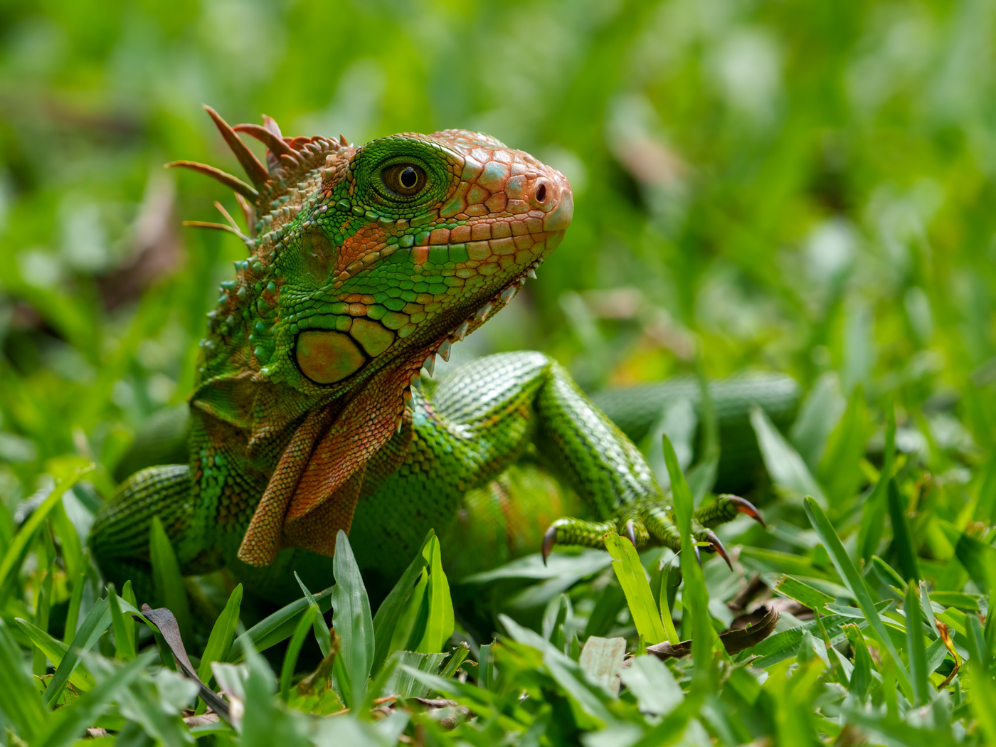 Green Iguana profile by Graham Harris