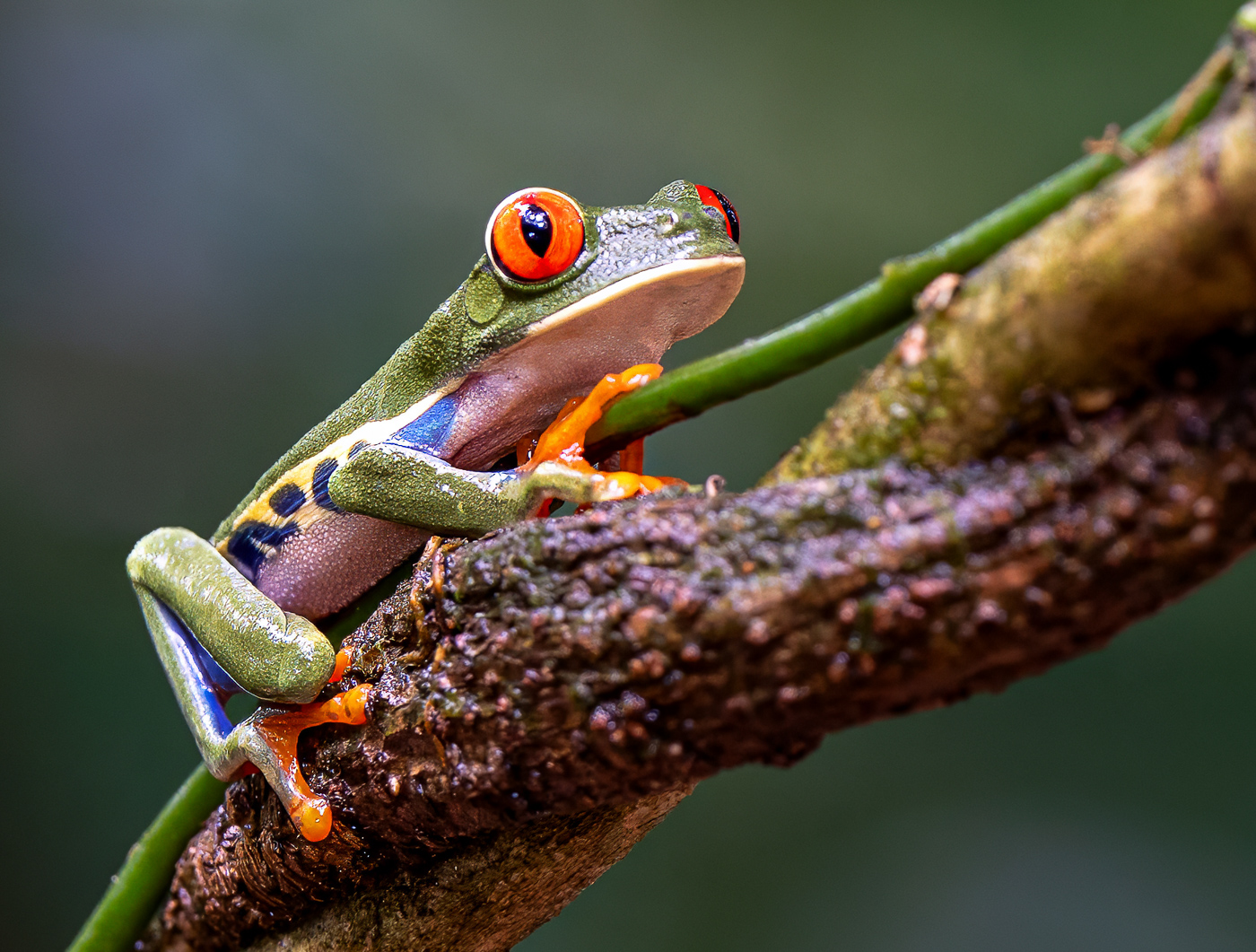 red-eyed tree frog by Graham Harris