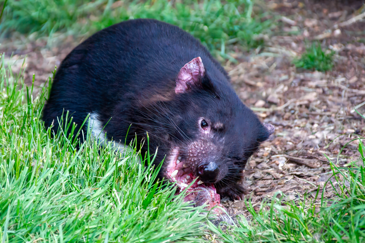 Tasmanian Devil feeding