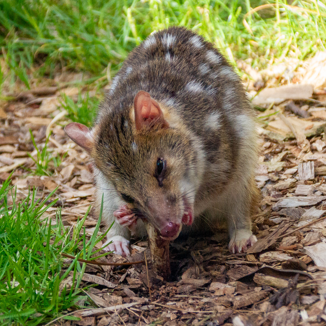 Quoll feeding by Graham Harris