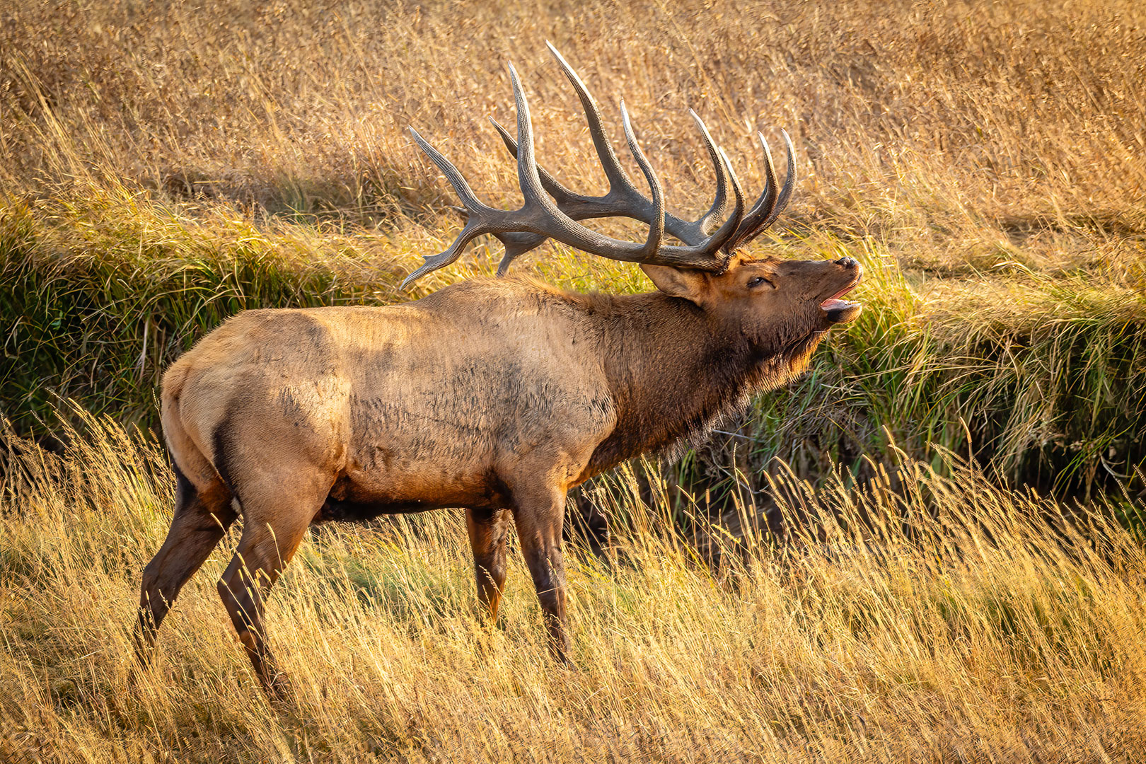 Bugling Elk  by Jim Bodkin