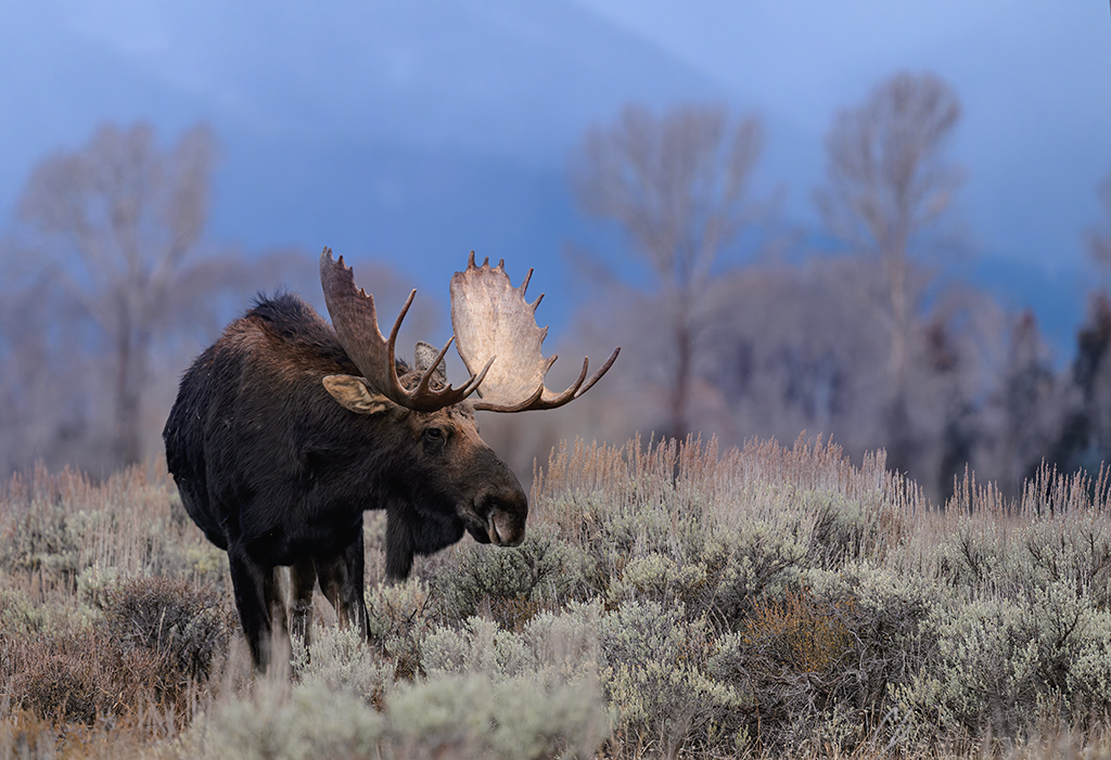 Bull Moose Breakfast by James Nelson