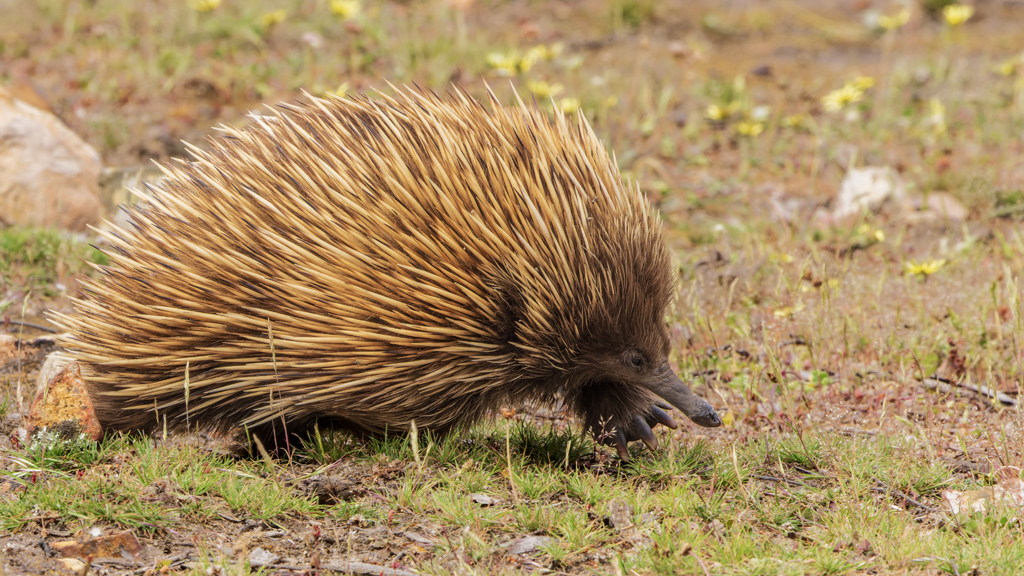Echidna on the move by Lillian Roberts