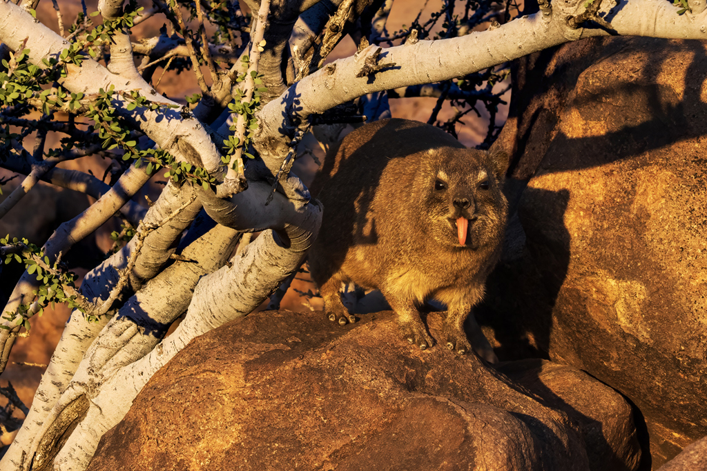 Rock Hyrax by Lillian Roberts