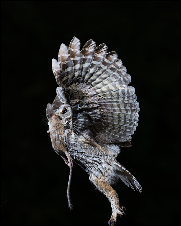 Western Screech Owl w Mouse by Lillian Roberts