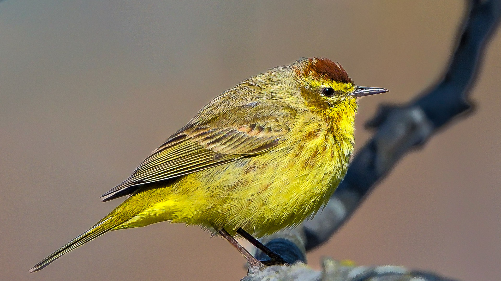 SongBird. by Pinaki Sarkar