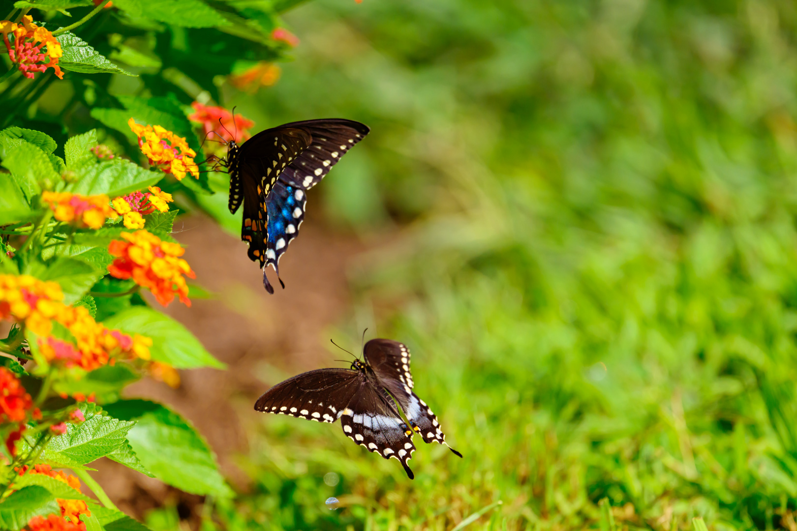 Butterflies  by Pinaki Sarkar