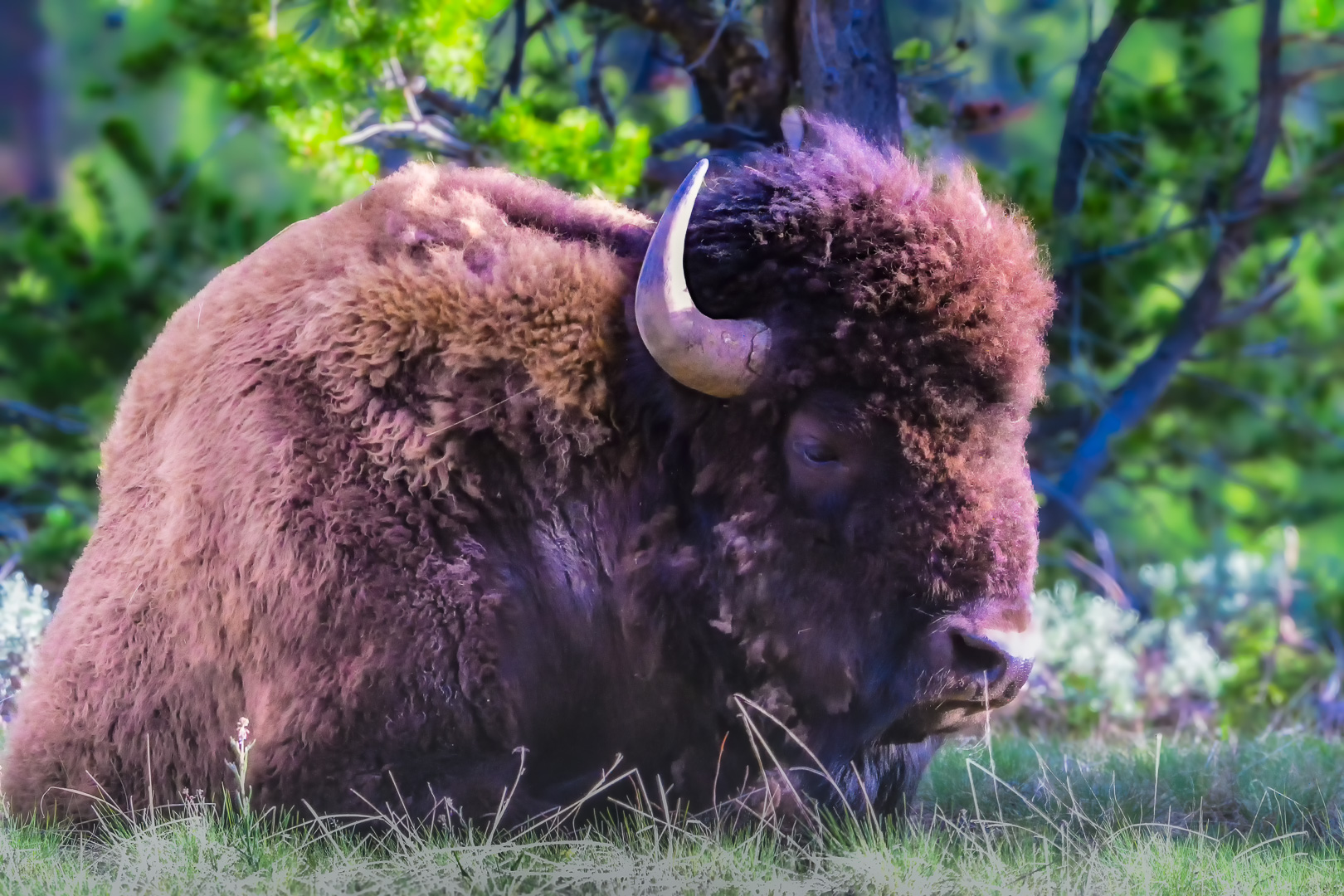 Bison by Pinaki Sarkar