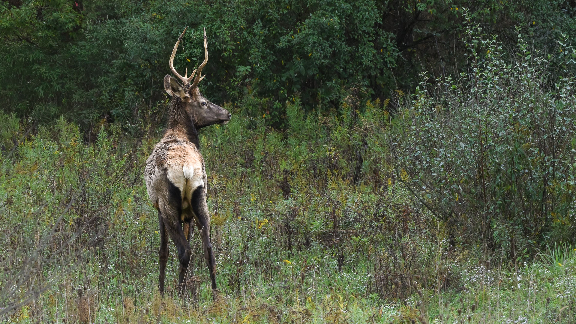 Elk  portrait by Pinaki Sarkar