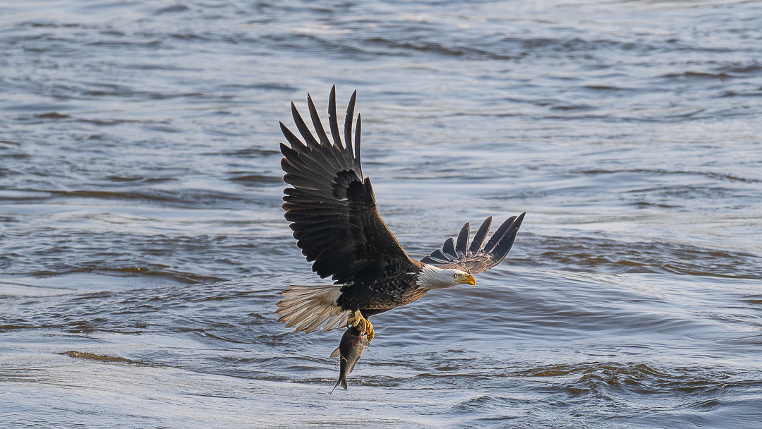 Bald Eagle with a Fish by Pinaki Sarkar