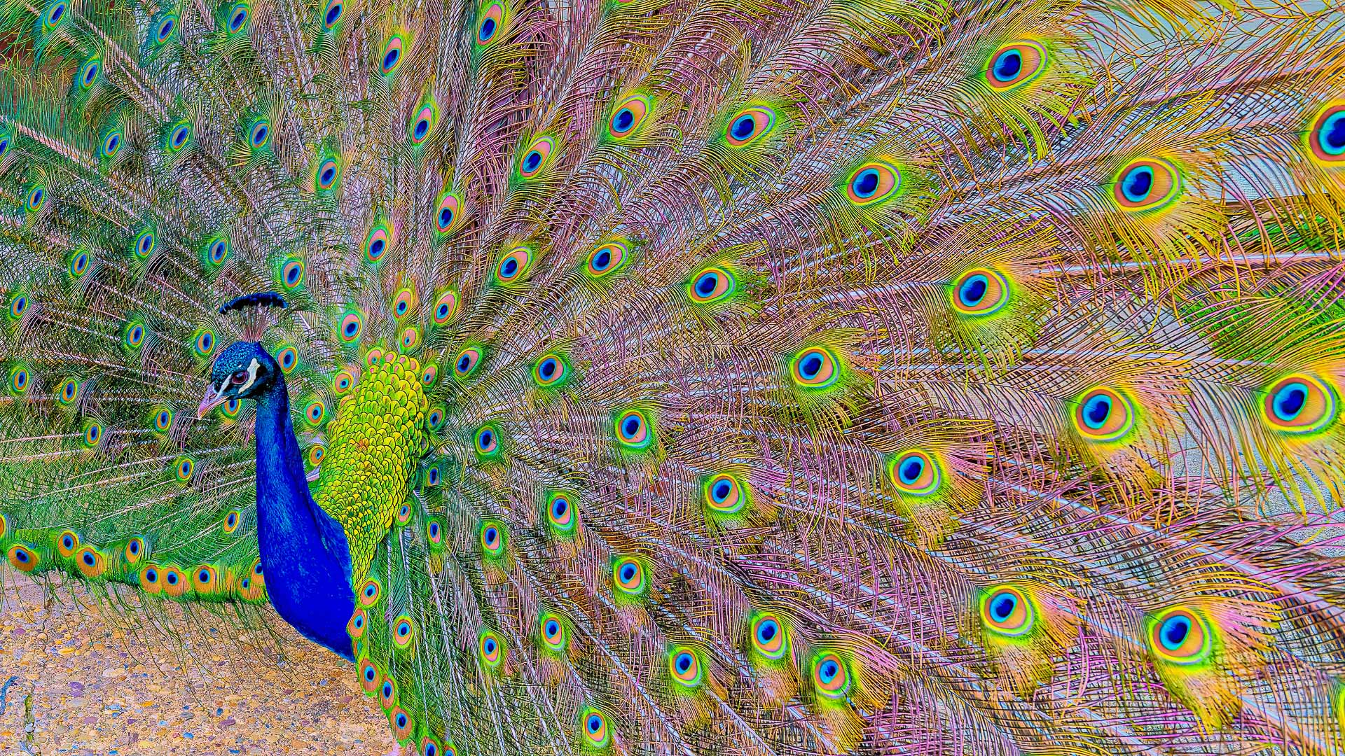 Peacock by Pinaki Sarkar