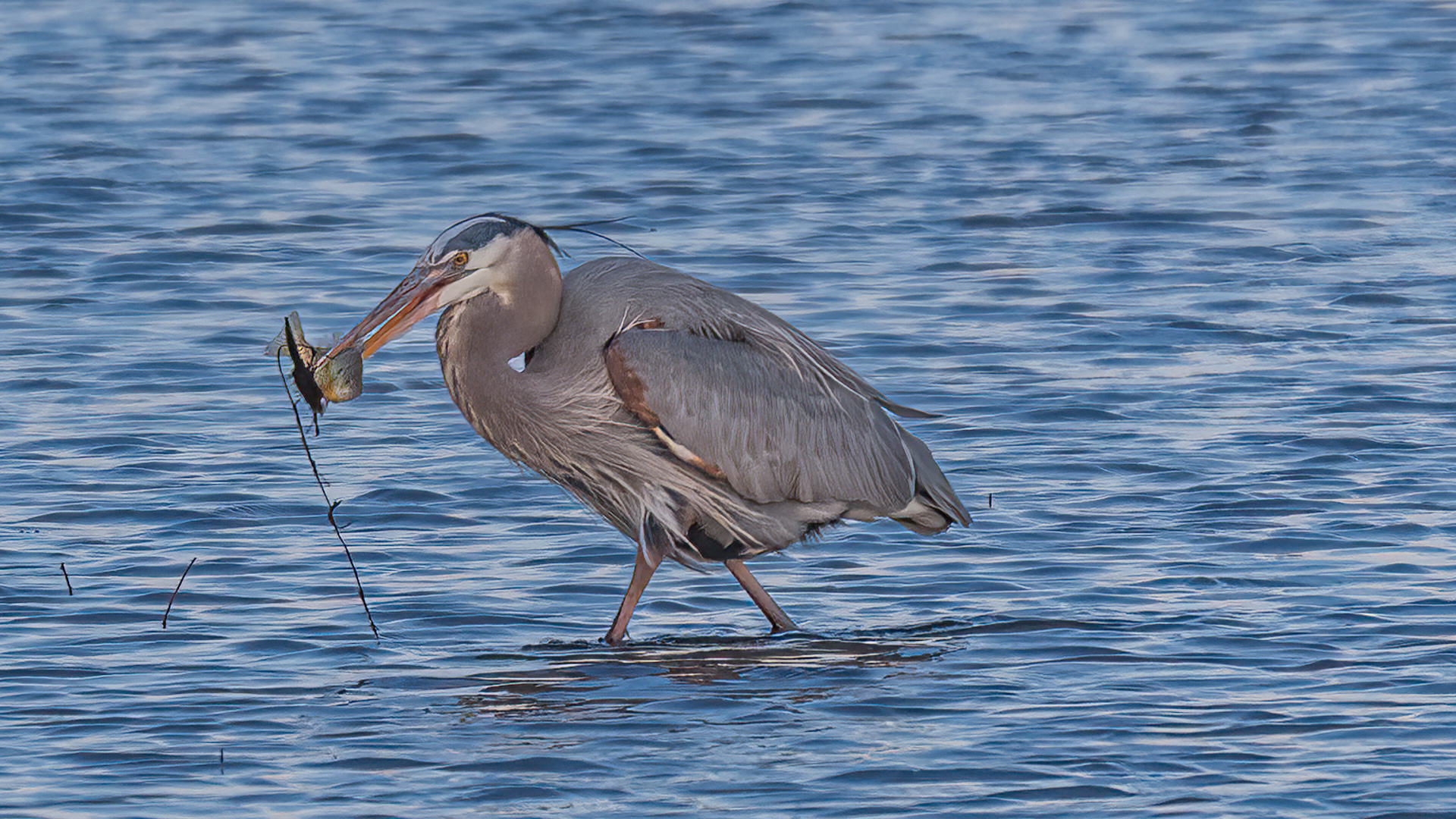 Lunch ? by Pinaki Sarkar
