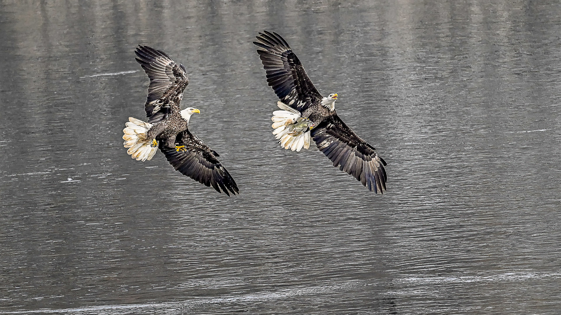 Bald Eagle Action  by Pinaki Sarkar