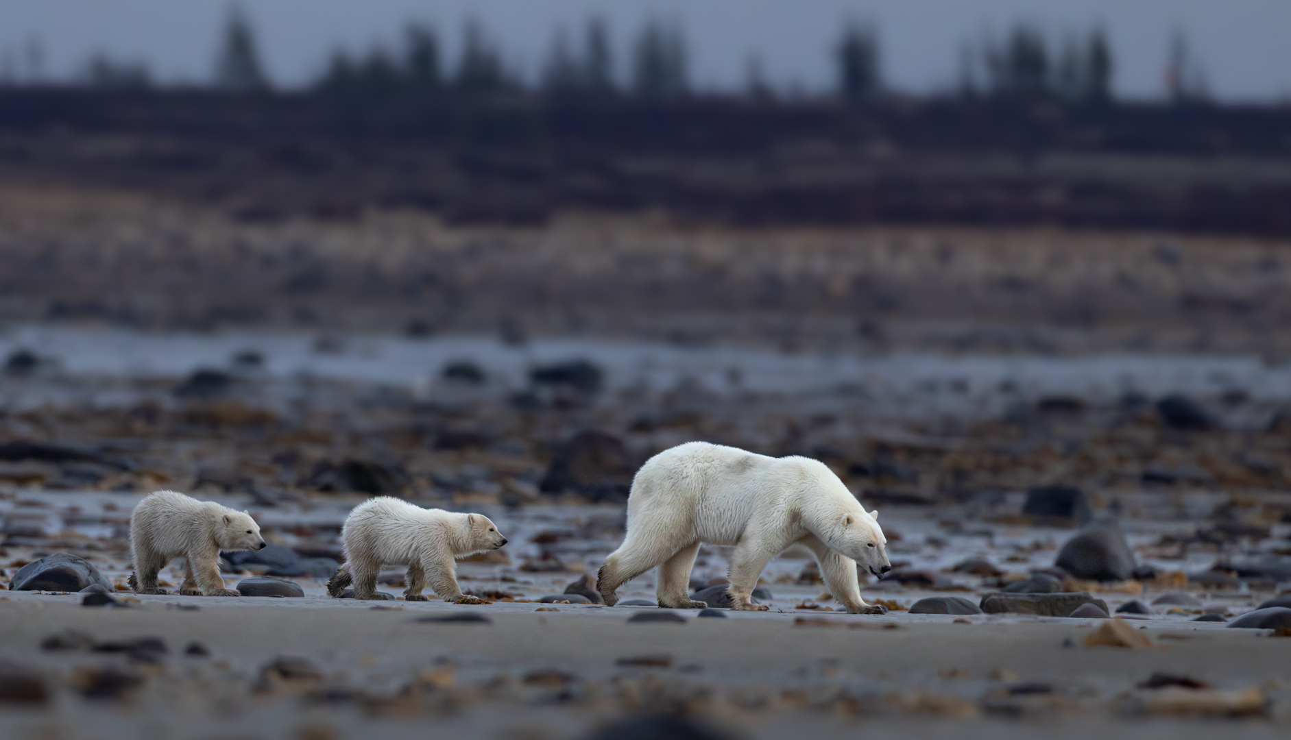 Bear March by Raj Panandiker