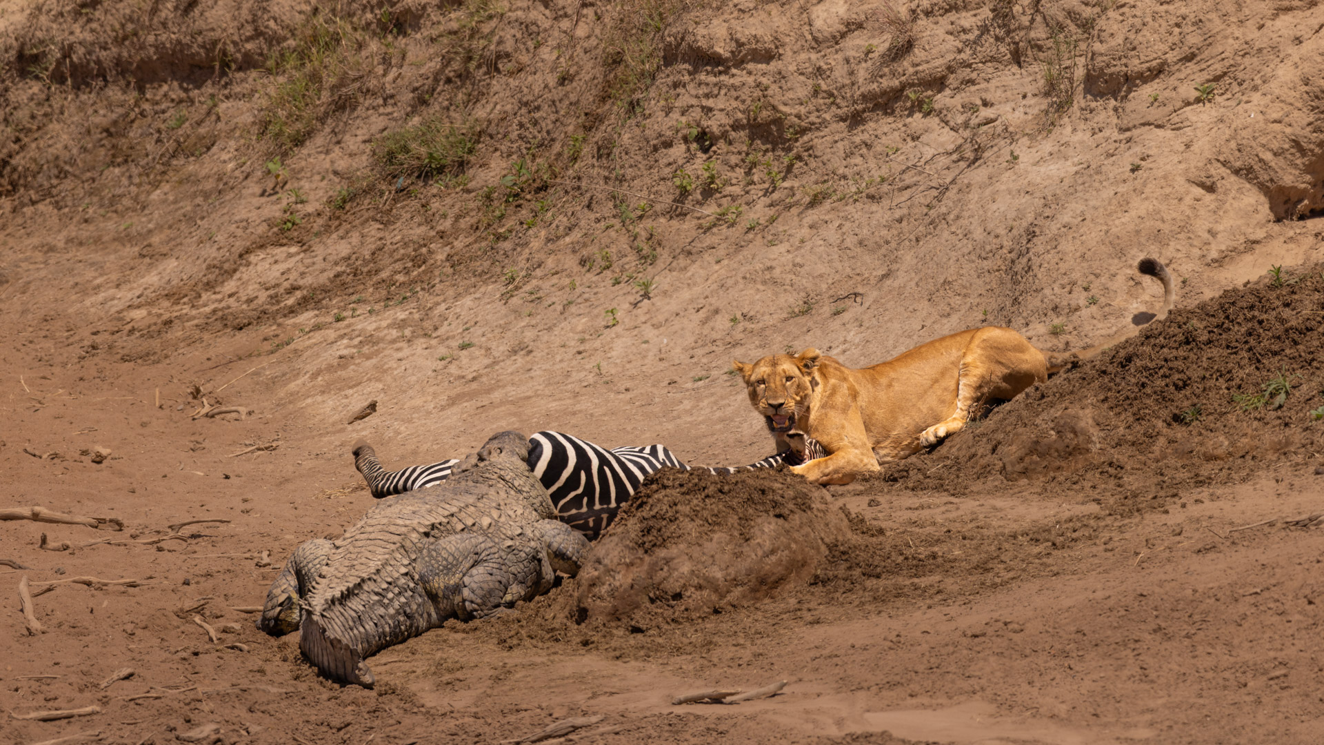 Crocodile stealing Lion’s Kill