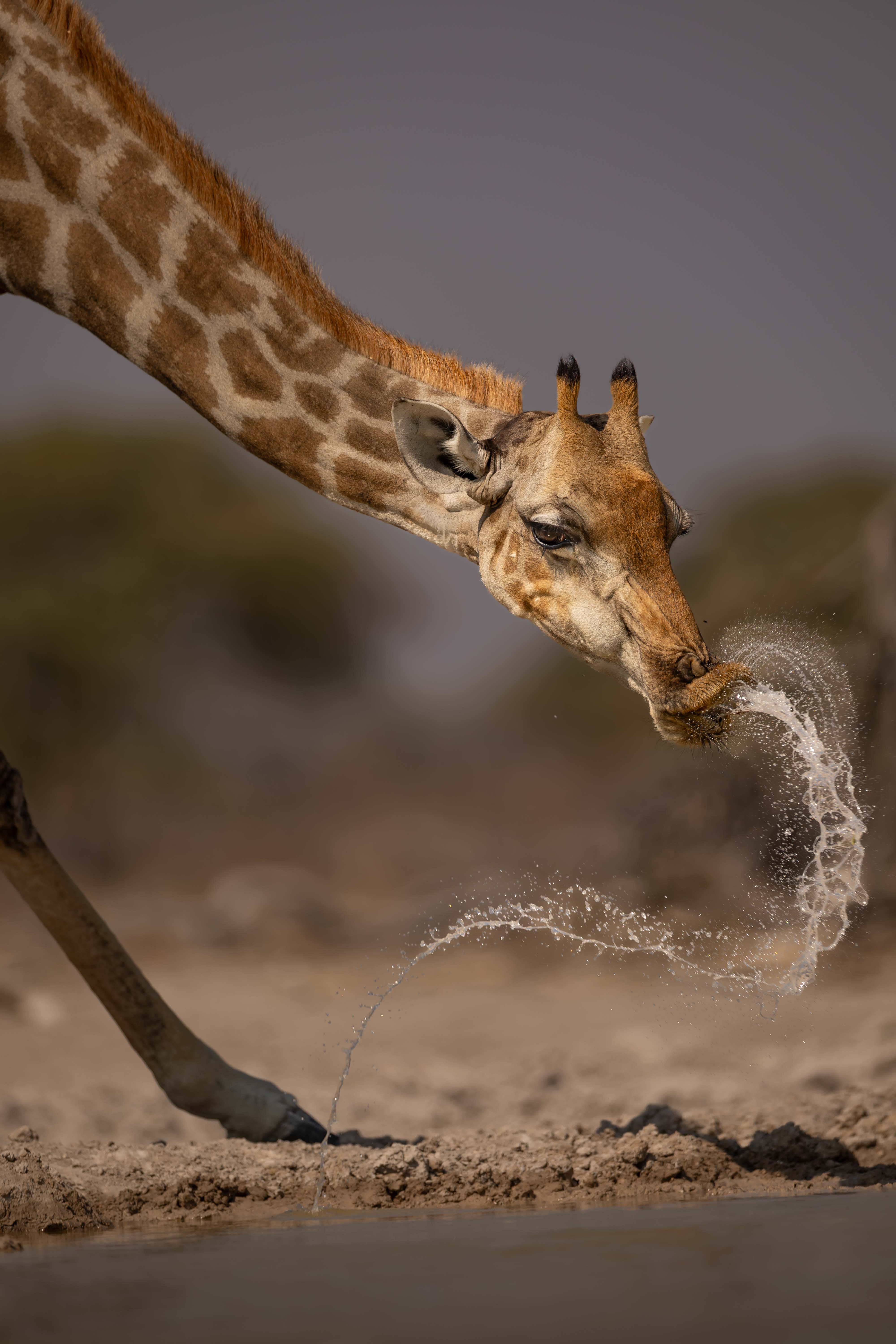 Giraffe Slurp by Raj Panandiker