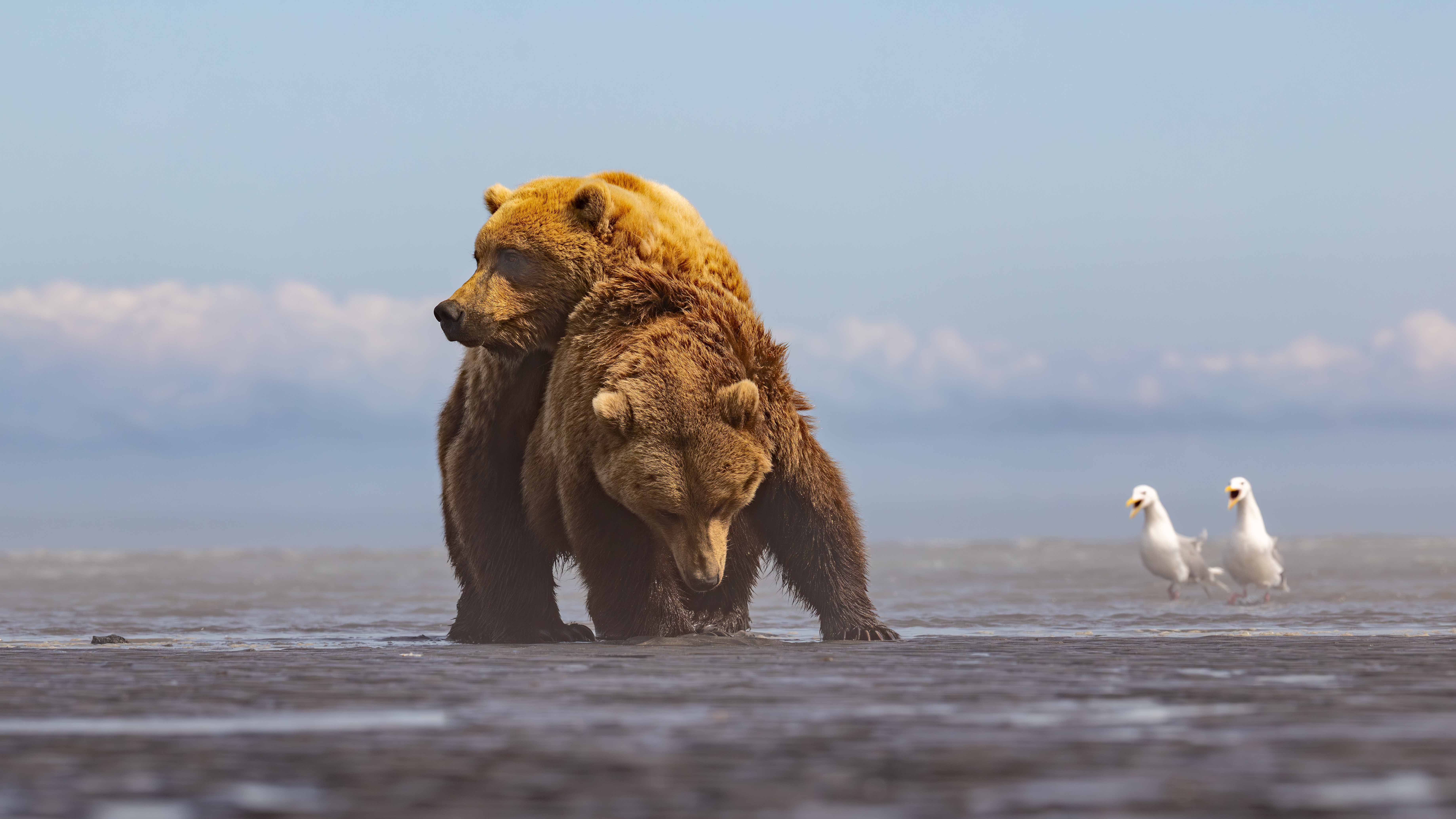 Gulls Rooting- Bears in Action by Raj Panandiker