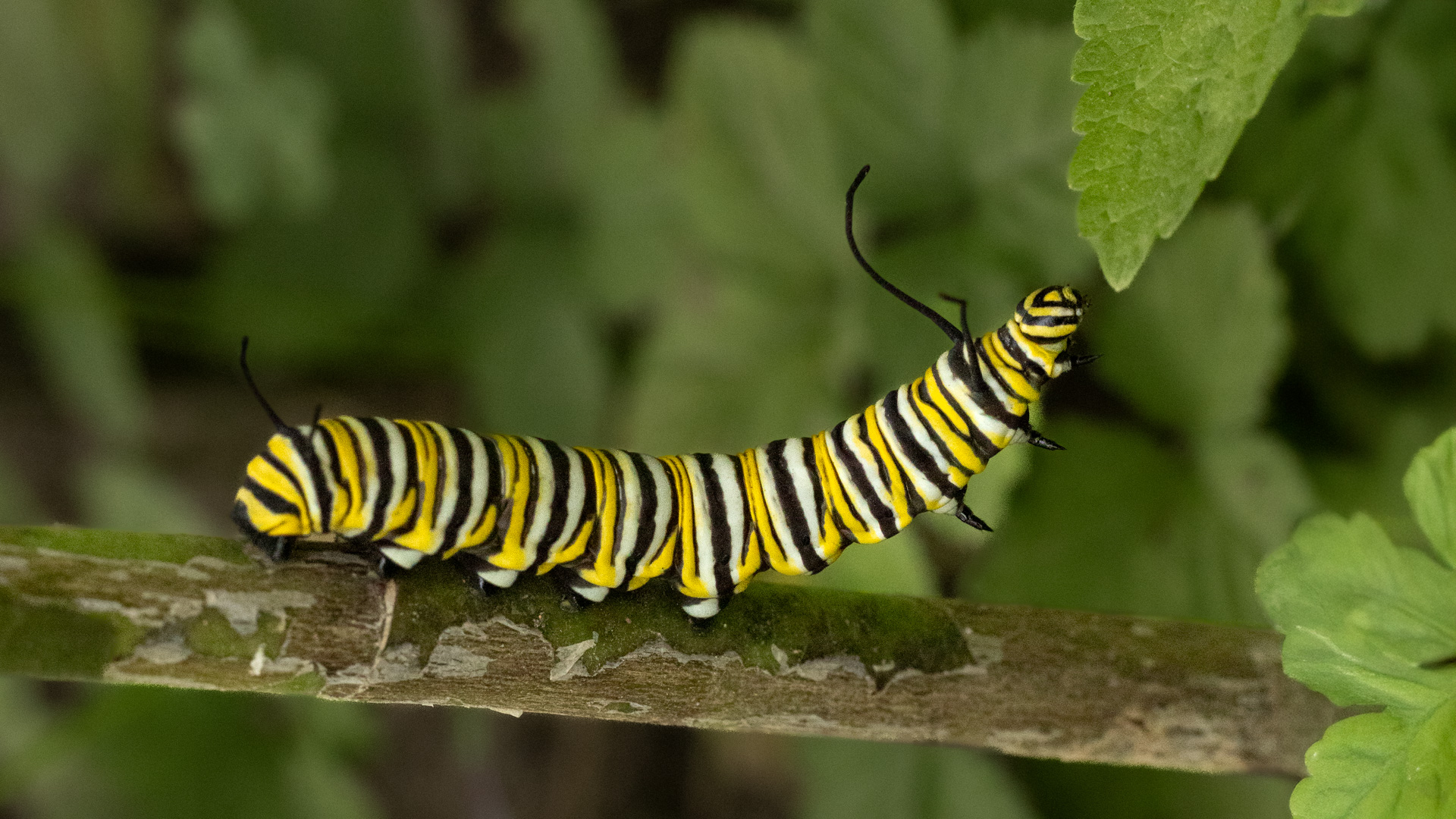 Monarch Butterfly Caterpillar by Raj Panandiker