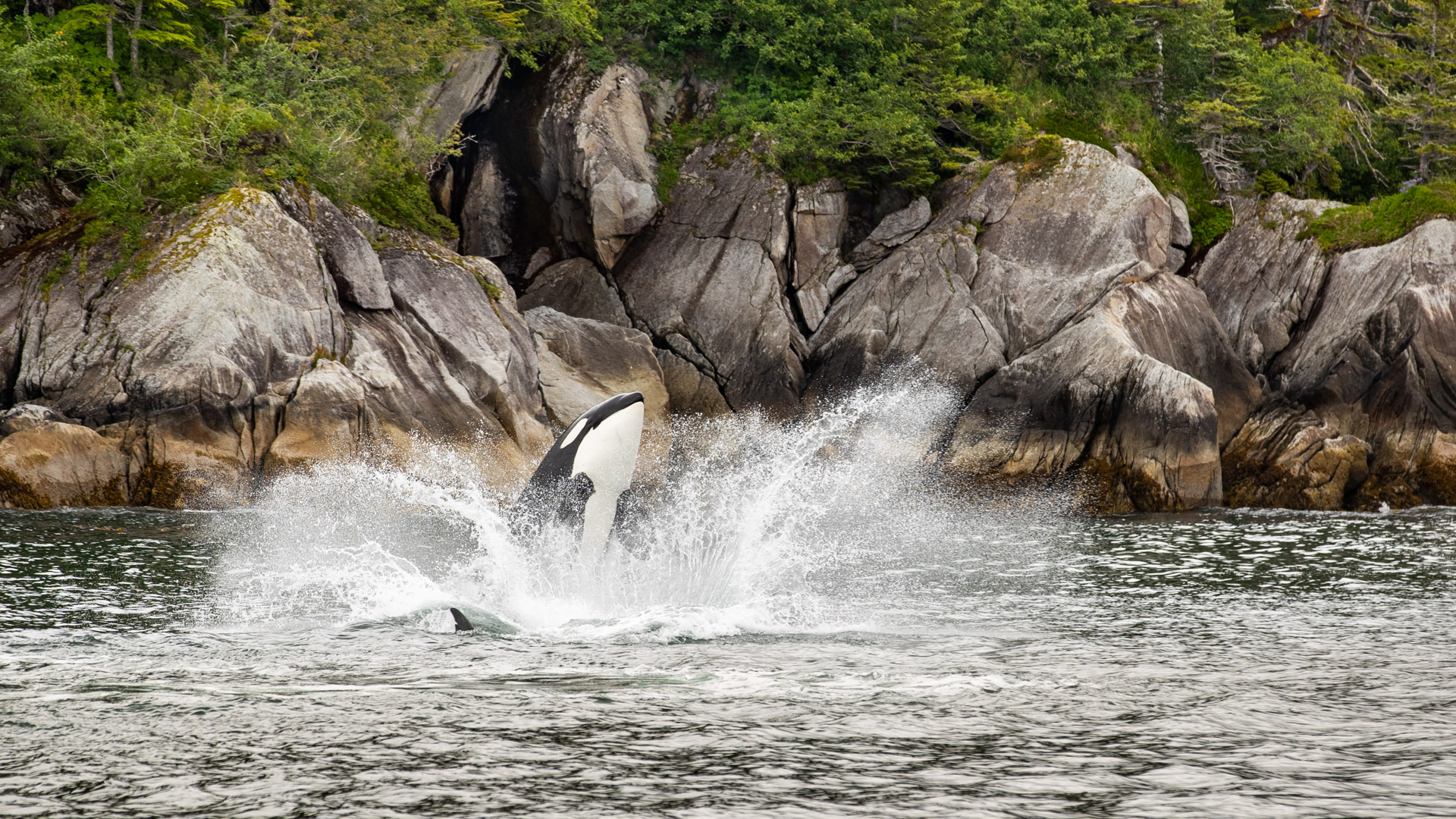 Orca Jump by Raj Panandiker