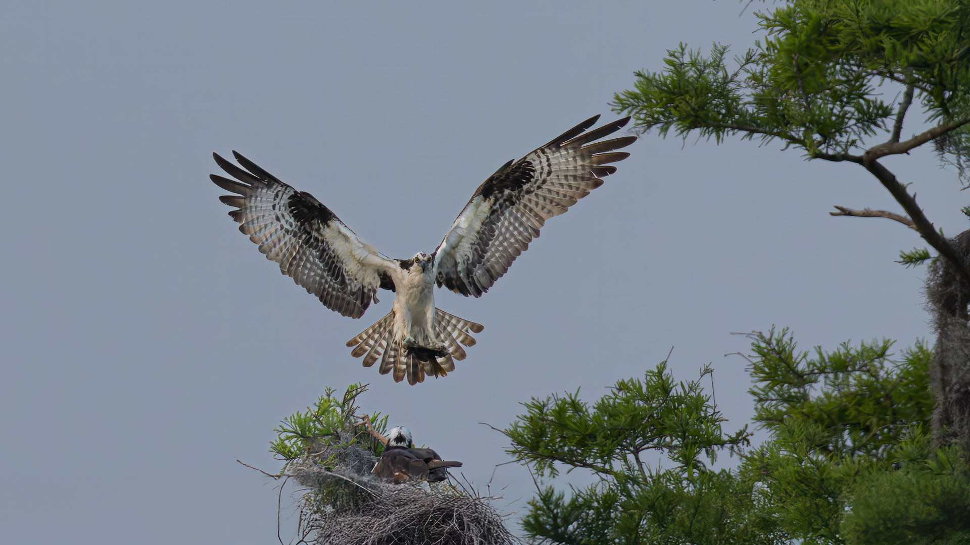 Osprey - Honey see what I got for you by Raj Panandiker