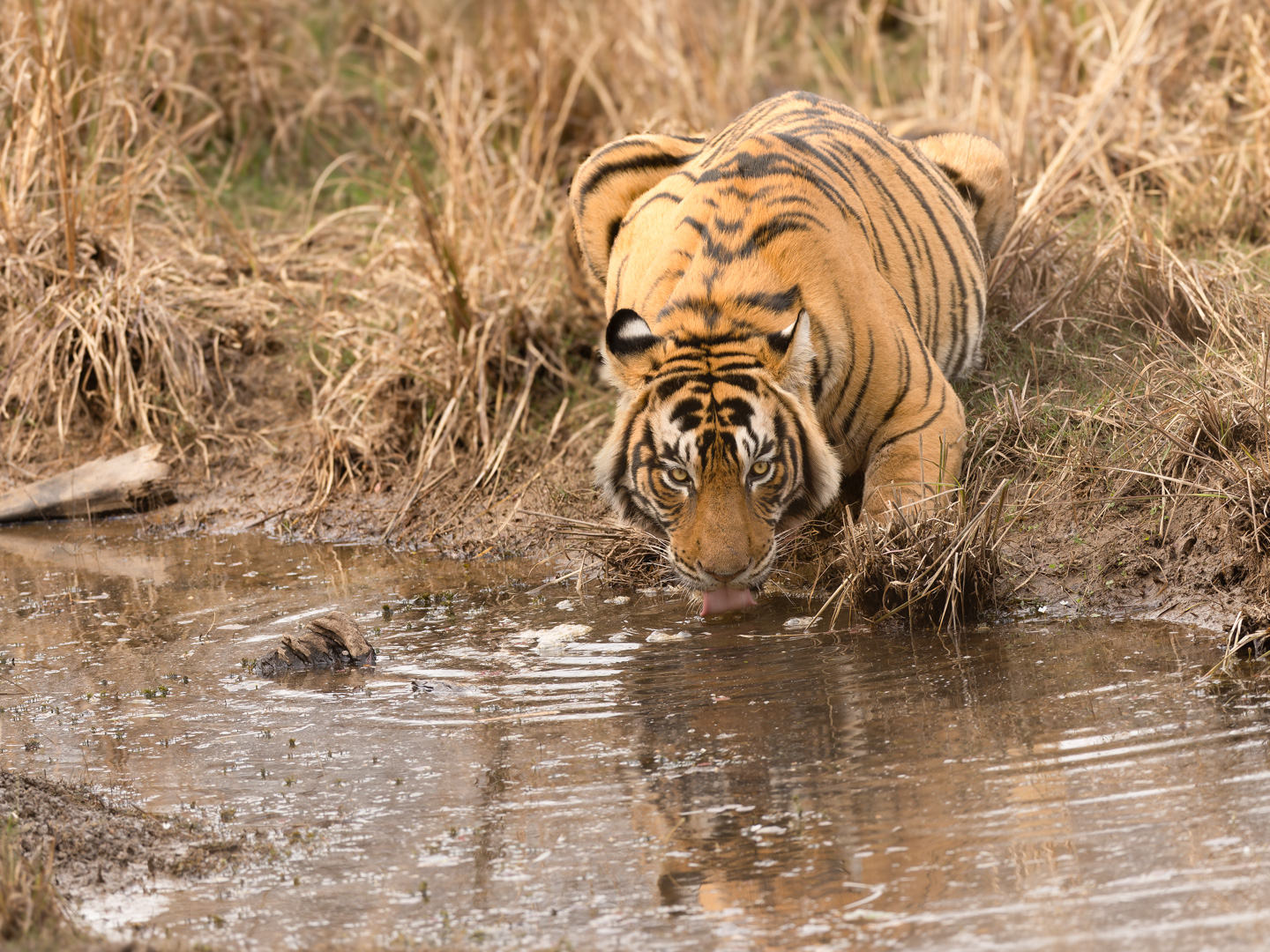 Drink after a Big Meal by Raj Panandiker