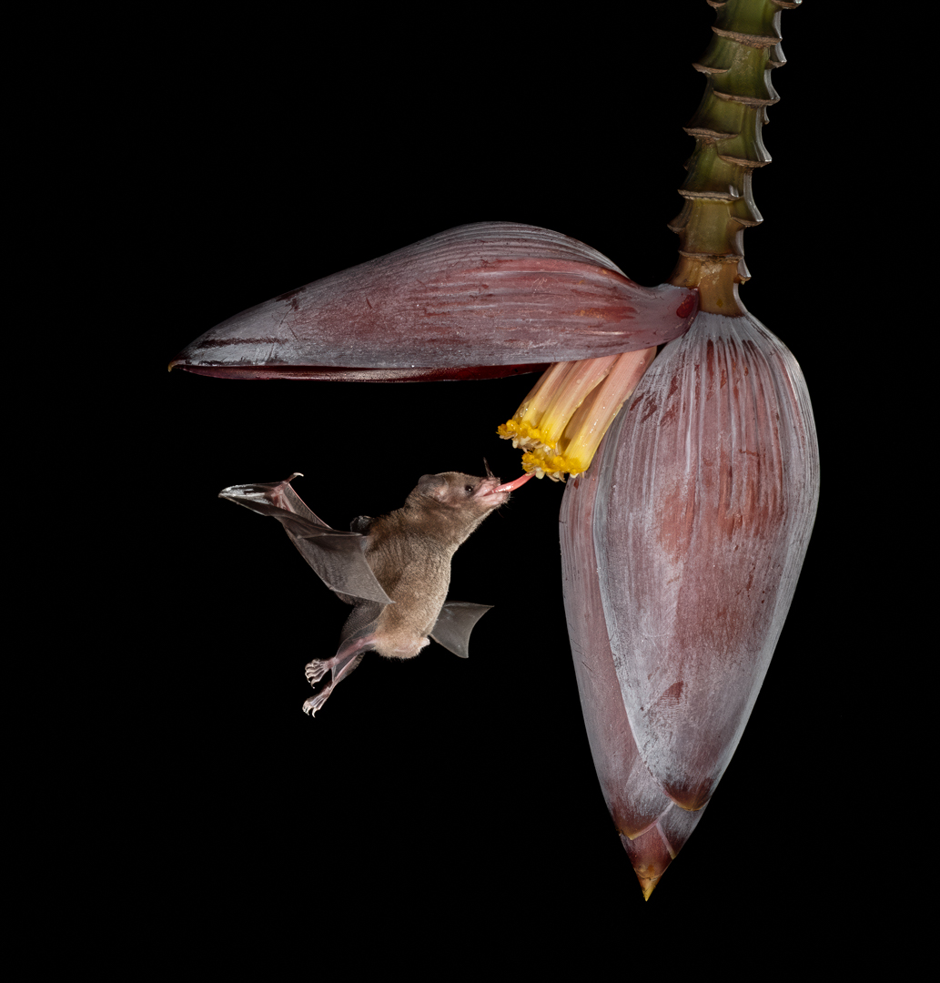 Bat at the Banana Flower by Raj Panandiker