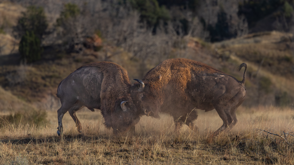 Buffalo Scrimmage by Raj Panandiker