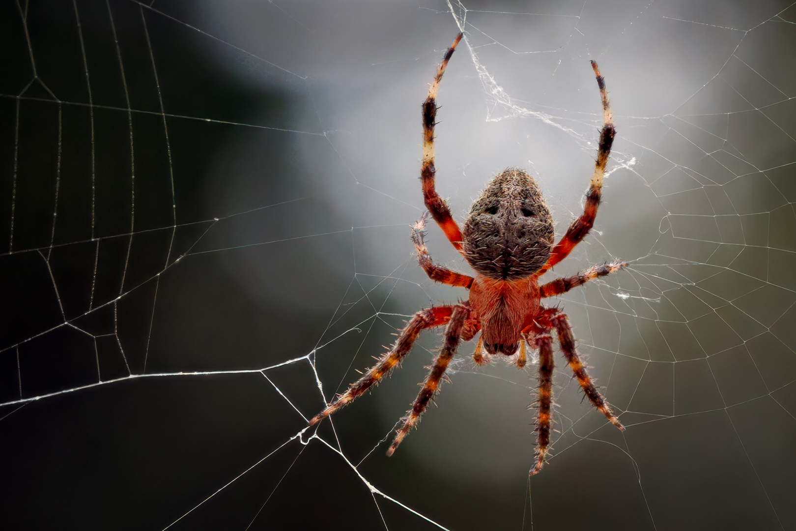 Orb Weaver