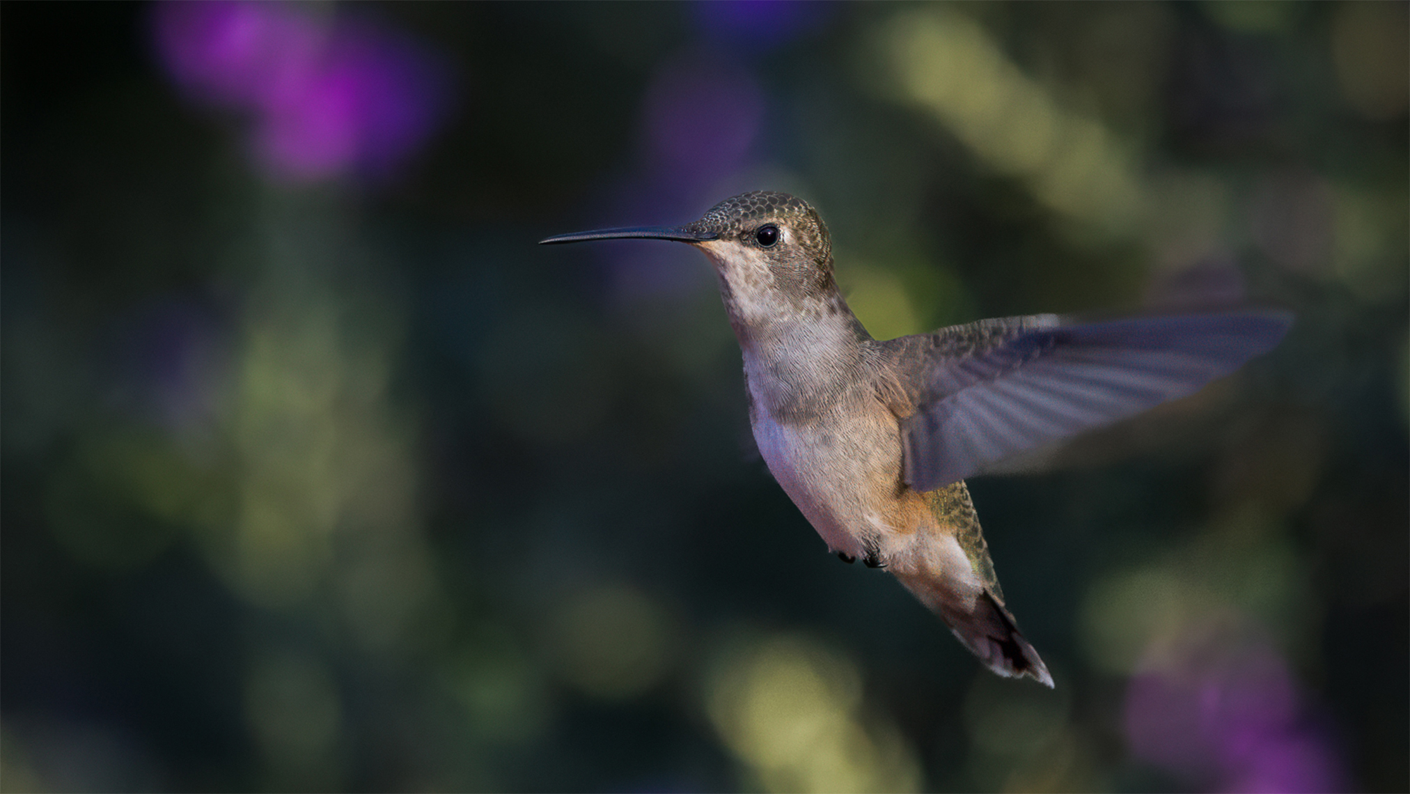 Black-Chinned Hummer