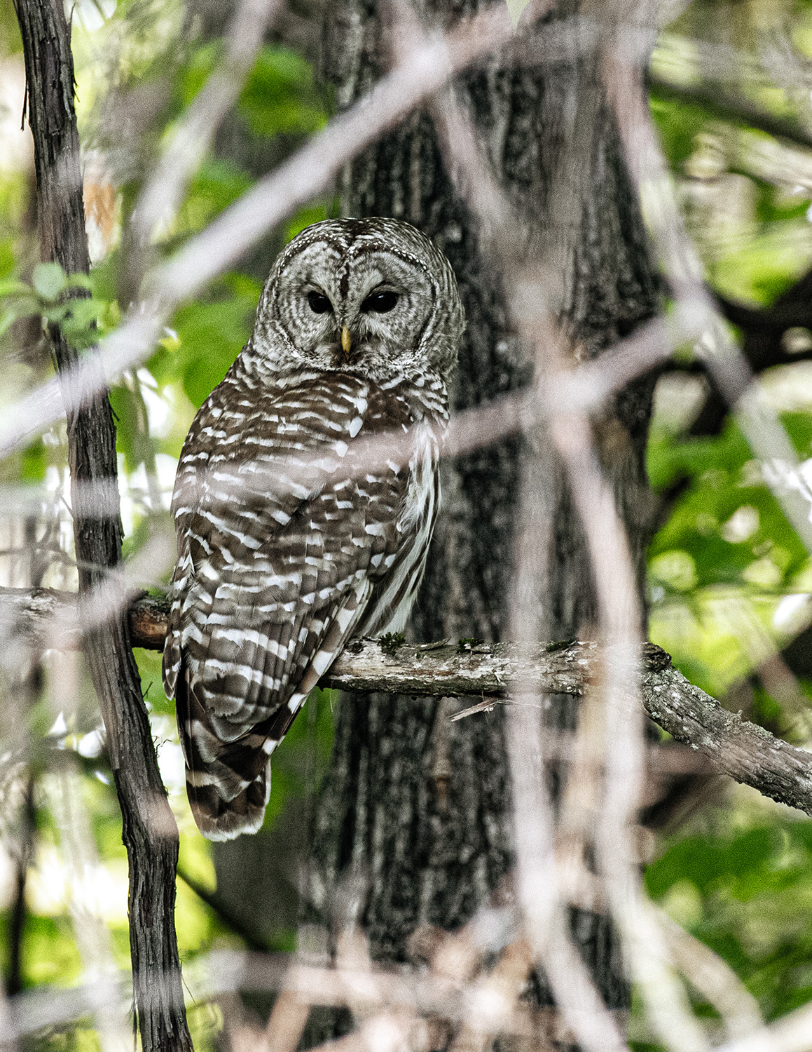 Barred Owl by David DiRoma
