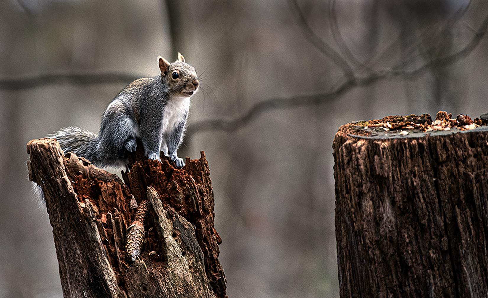 I’m Gonna Jump! by David DiRoma
