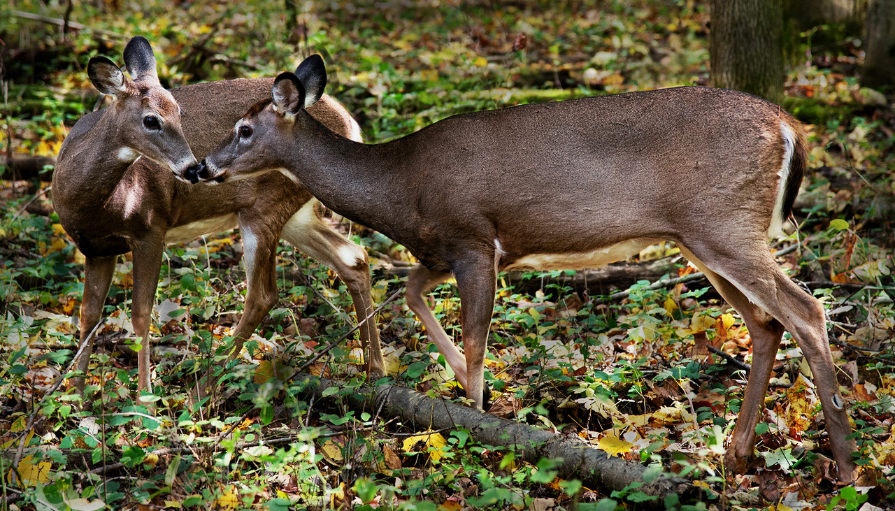 Hanging Out by David DiRoma