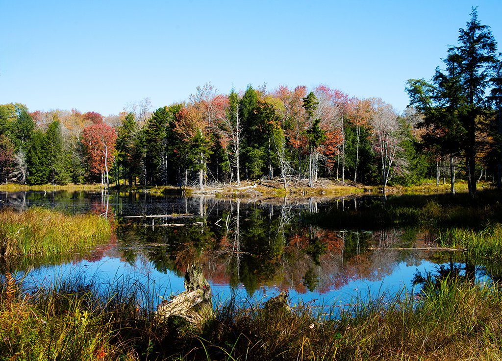 Tug Hill Beaver Pond