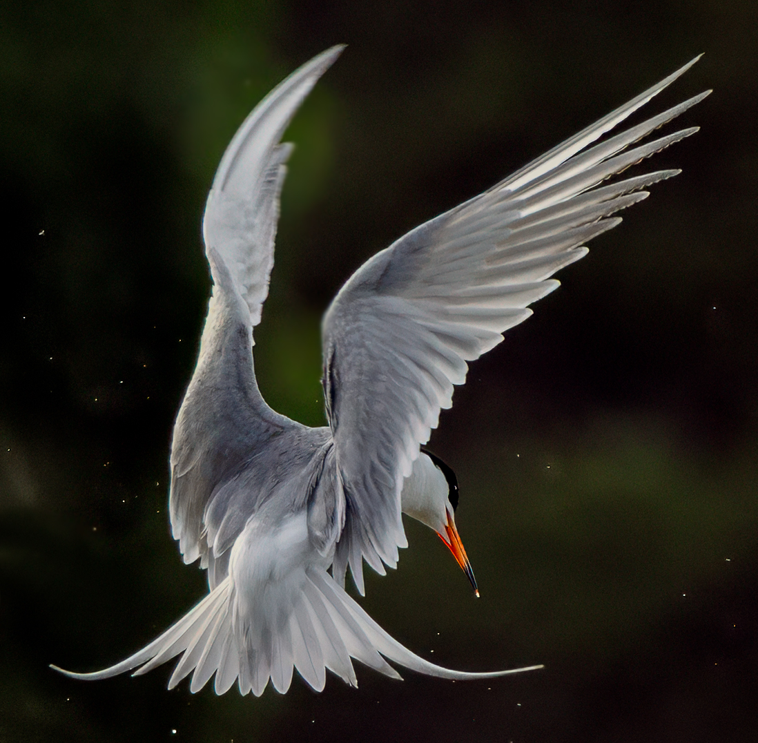 Forster's Tern
