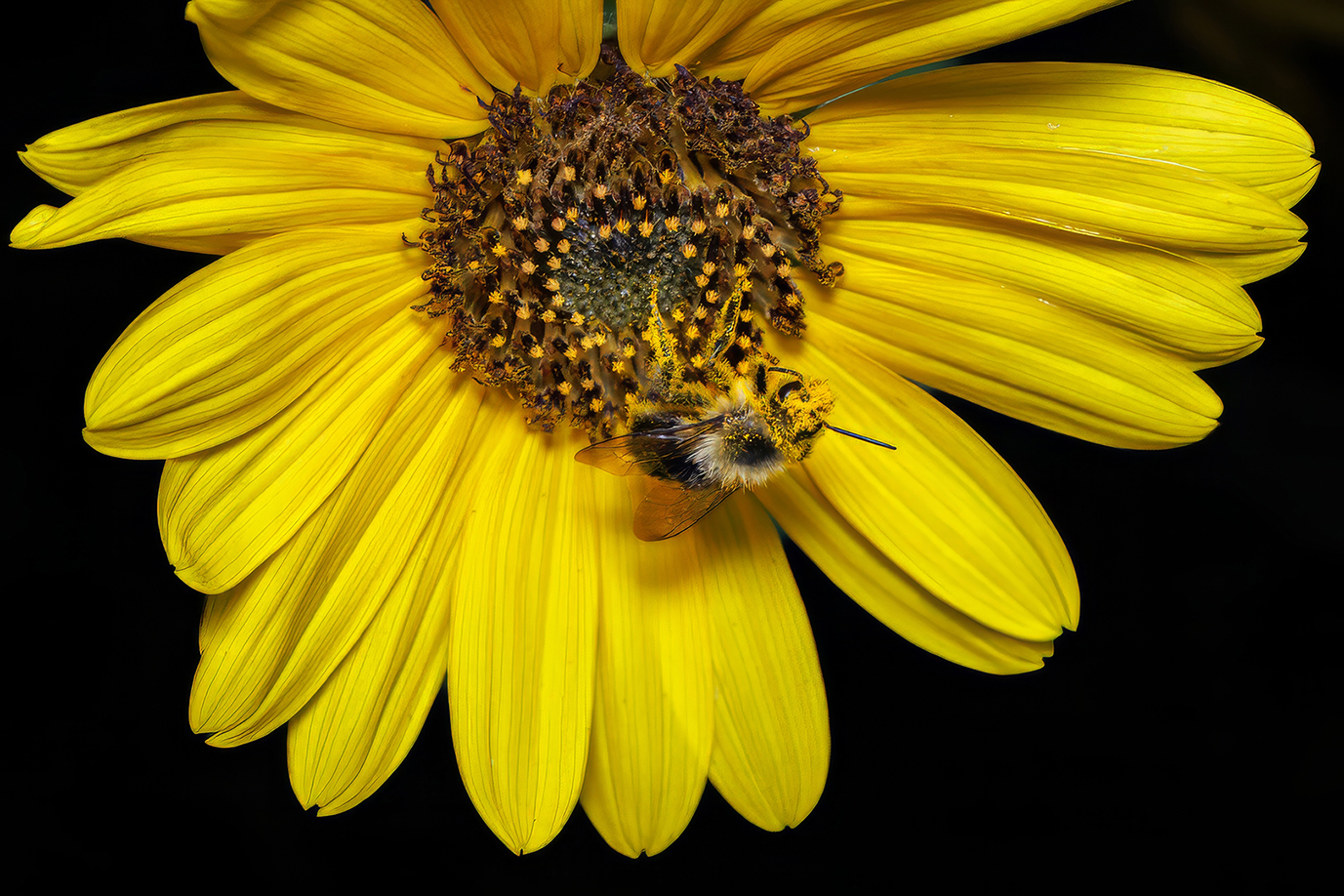 Golden Harvest by Debbie Porter