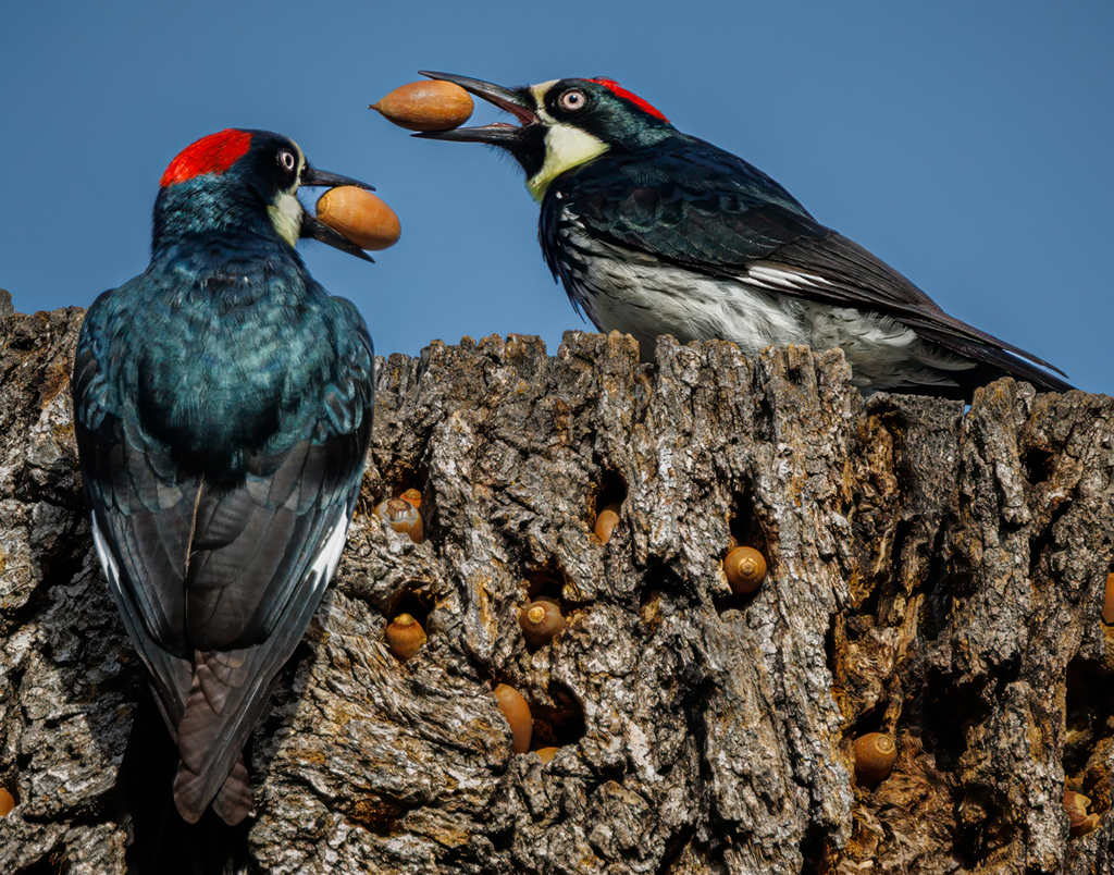 Acorn Woodpecker by Debbie Porter