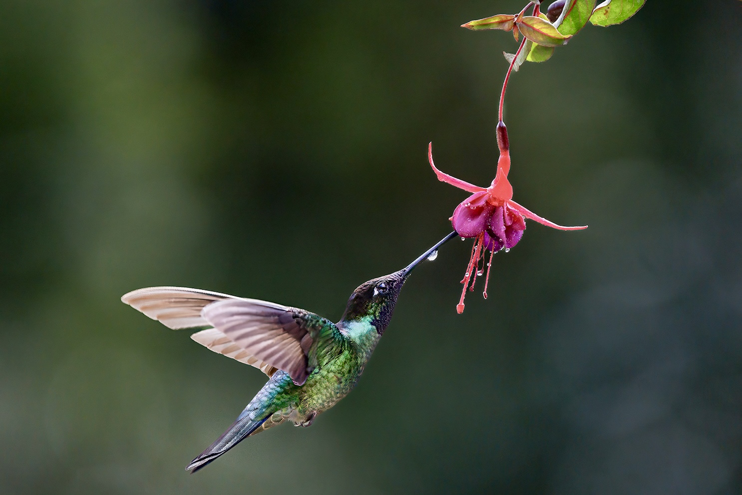Talamanca Hummingbird by Debbie Porter