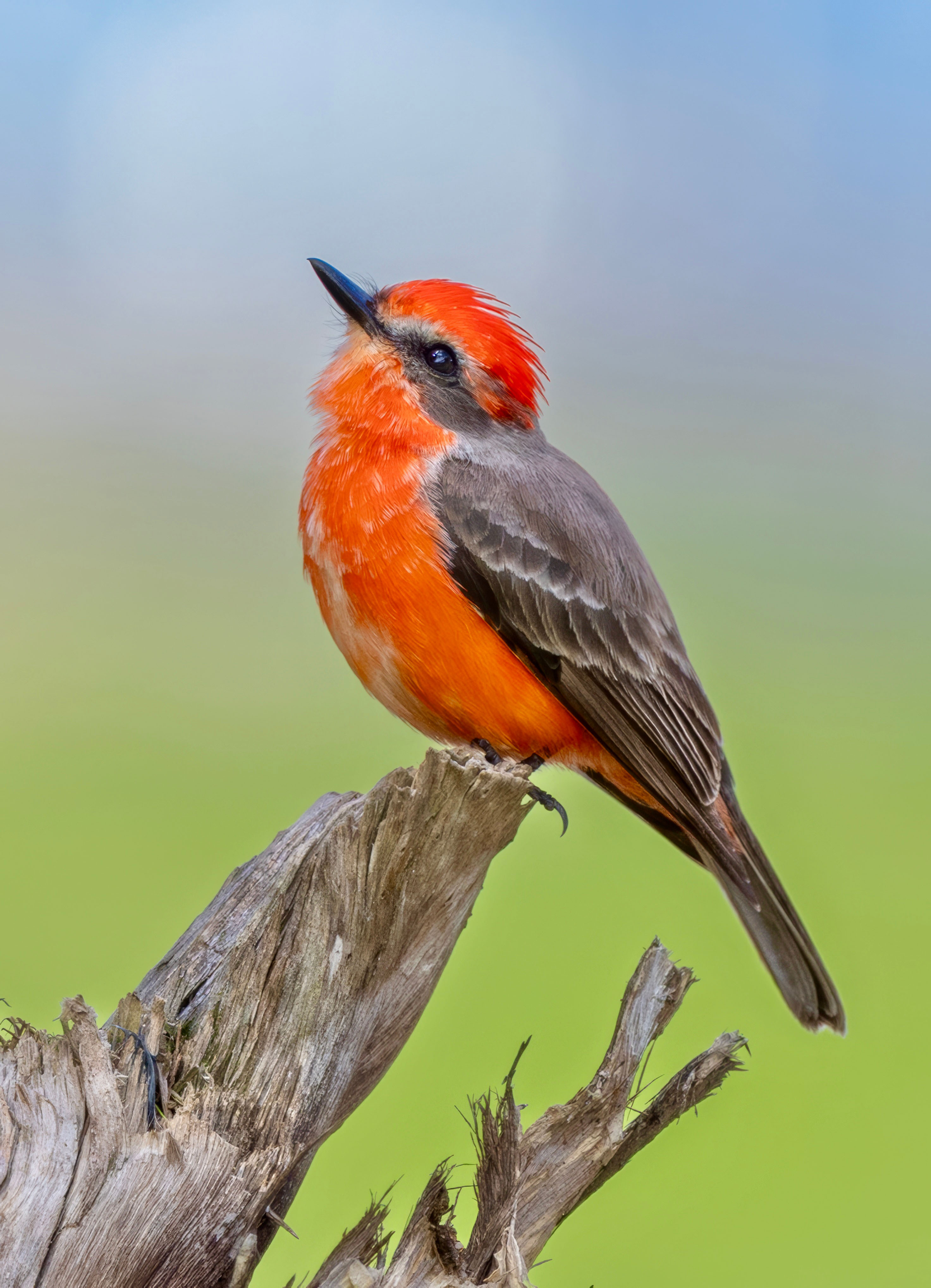 Vermilion Flycatcher by Debbie Porter