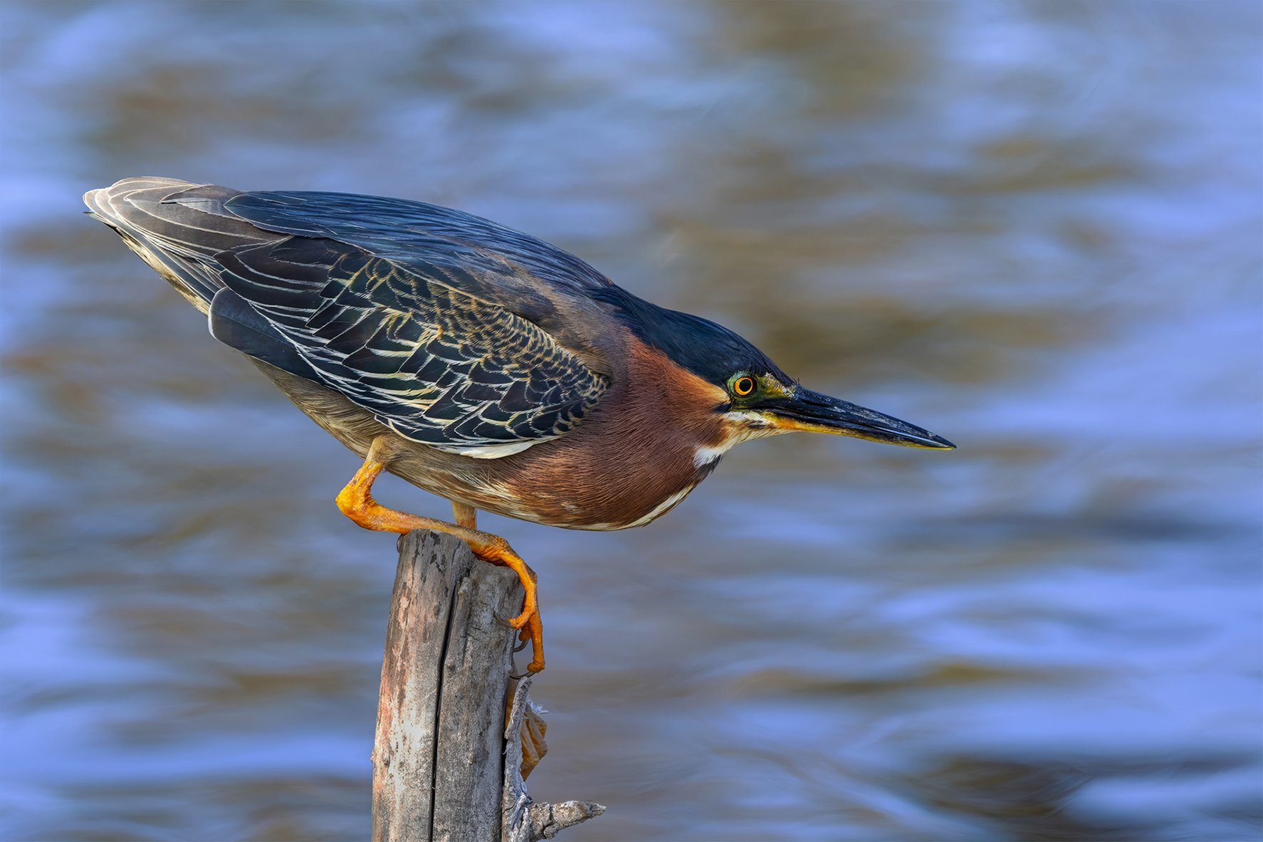 Green Heron